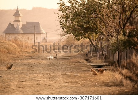 Geese on the village road leading to the church in Stanca village, Iasi, Romania.