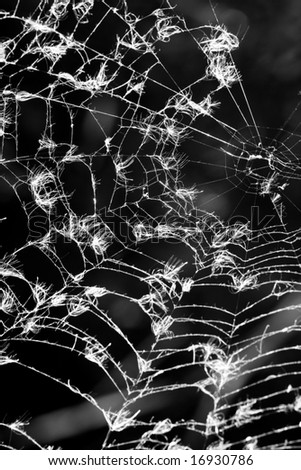 Black and white of a spider web.