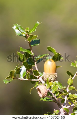 Isolated oak fruit and branch in autumn
