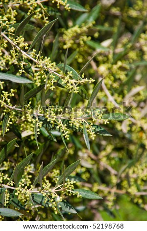 Closeup of olive tree in bloom in spring