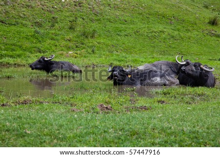Buffalo resting in the water in a sunny summer day.