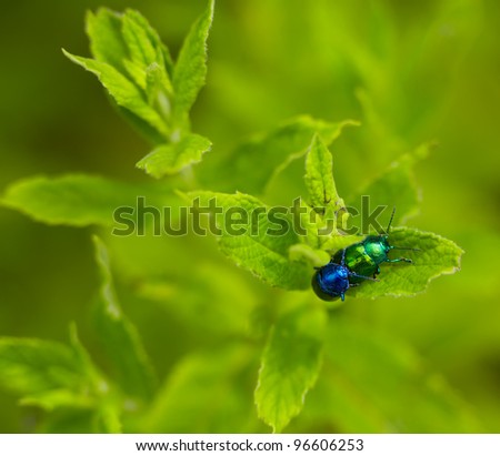 A pair of  Mint Leaf Beetle (Chrysolina herbacea) mating on mint leaves.