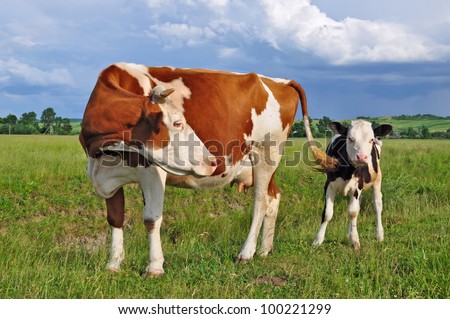 Calf And Mother