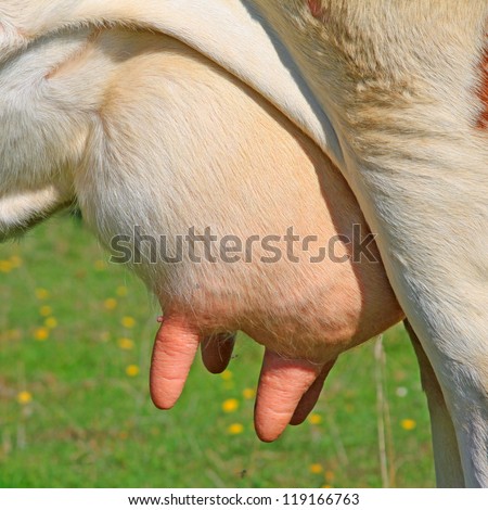 stock-photo-udder-of-a-young-cow-1191667