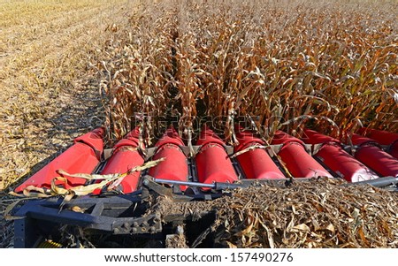 Maize grain harvester to gather corn