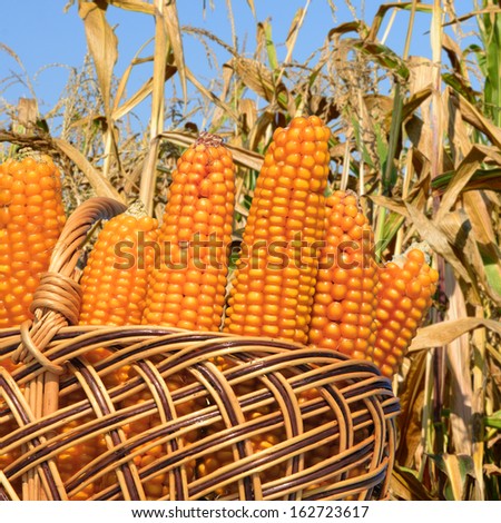 Corn ears in a basket against a field