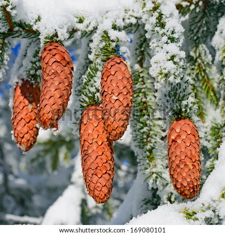 Branch ate with cones under snow