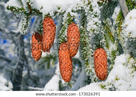 Branches ate with cones under snow