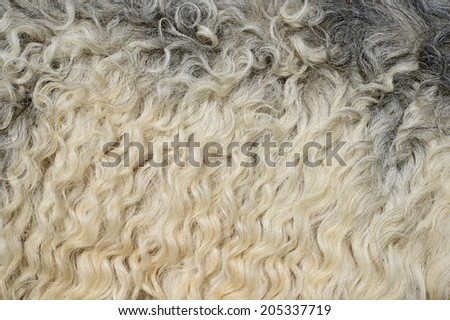 Skin of a sheep