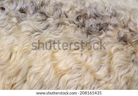 Skin of a sheep
