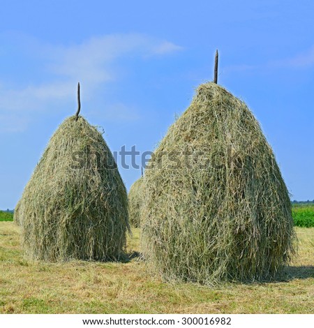 Hay in stacks