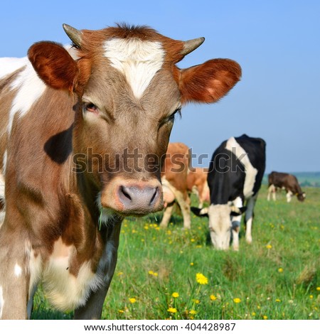 Head of the calf against a pasture