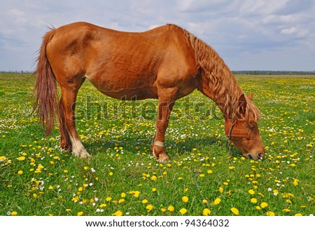 Horse on a summer pasture. A horse on a summer pasture in a rural landscape.