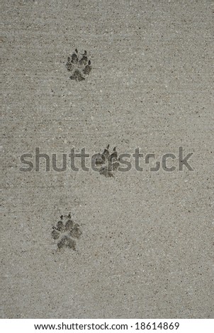 Dog footprints embedded in concrete