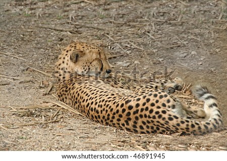 A cheetah sleeping on the ground.