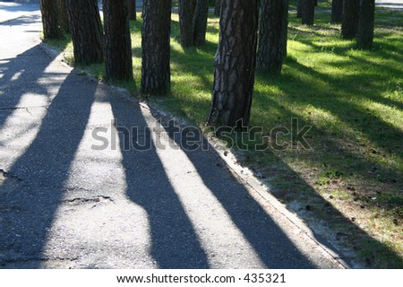 Pine trees and their shadows.