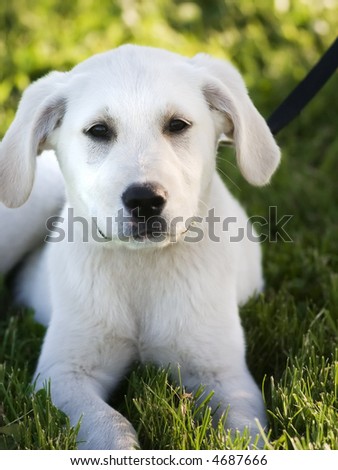 White  Puppies on White Lab Puppy Lying In The Grass Stock Photo 4687666   Shutterstock