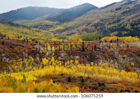 Aspen in fall in the Abajo Mountains, a mountain range west of Monticello, Utah, south of Canyonlands National  Park  a part of the Manti-La Sal National Forest.