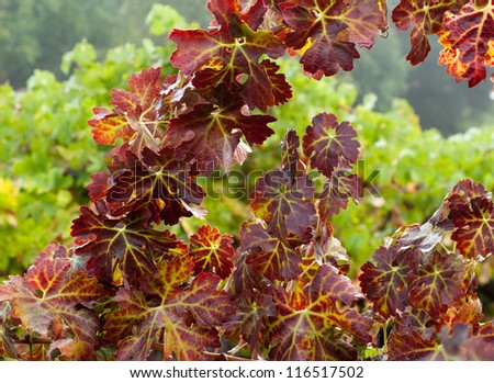 Grape Vines in October, Sonoma County ,California, USA