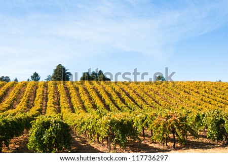 Vineyard in Fall, Sonoma County, California, USA