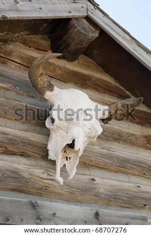 Cattle Skull on old Log Cabin