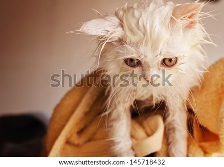 Adorable kitten, wet, after a bath