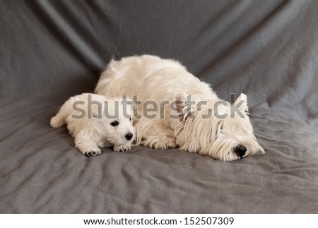 Adorable West Highland White Terrier mother and cub