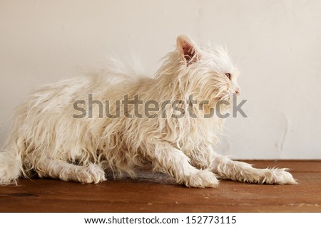 Funny and ugly wet Persian kitten after a bath