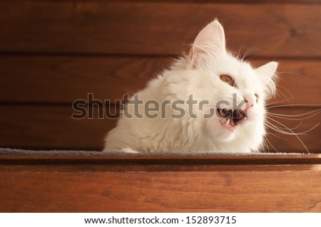 Beautiful white Persian cat meowing