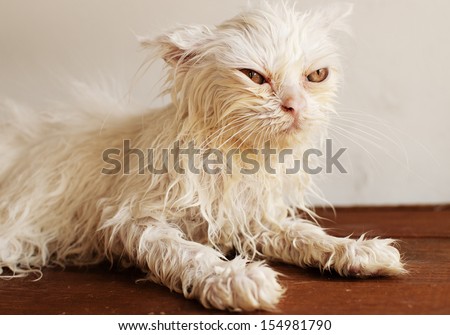 Funny Little Wet White Persian Kitten After A Bath