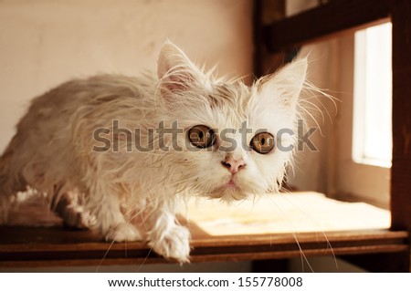 Funny wet kitten after a bath