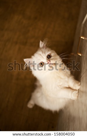 White kitten propped up on its hind legs