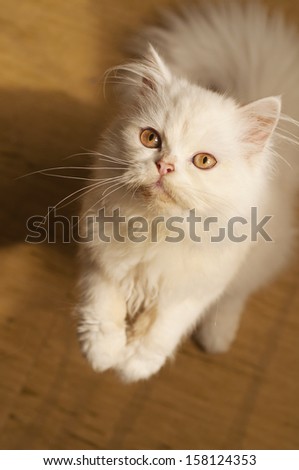 Adorable white Persian kitten propped on its hind legs