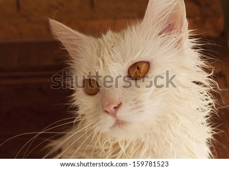 Wet cat with fleas