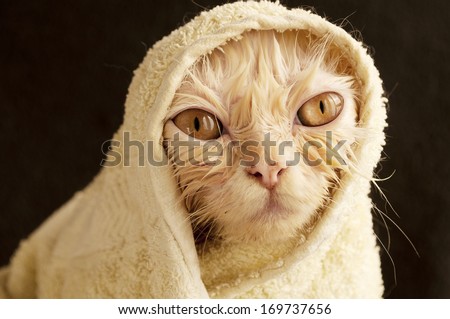 Hilarious Wet Cat Wrapped In A Towel