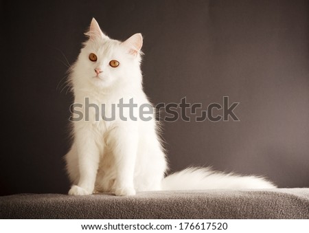 Beautiful white cat sitting
