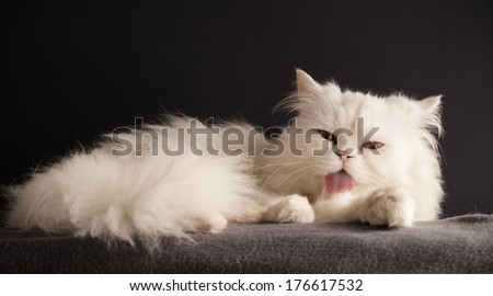 White Persian cat grooming itself
