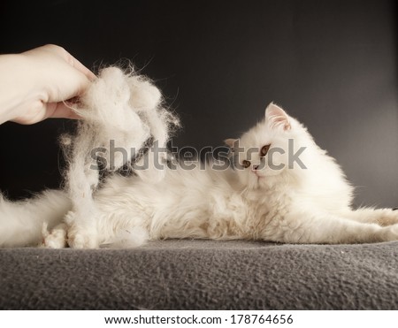 Woman holding a pile of cat hair in front of a cat