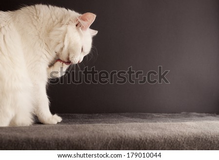 Beautiful white cat grooming itself