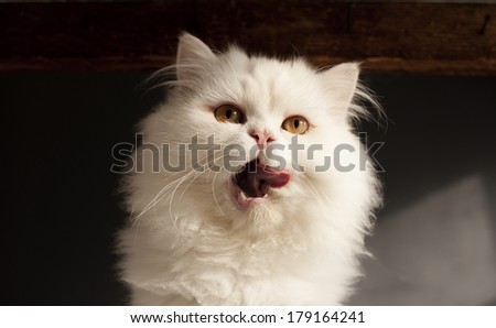 Funny kitten licking its mouth