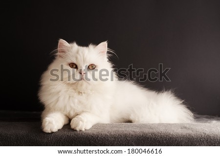 Perfect white cat