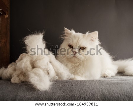 Persian cat and a pile of cat hair