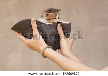 Tiny kitten in a baseball hat