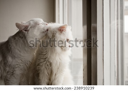 One cat grooming another cat