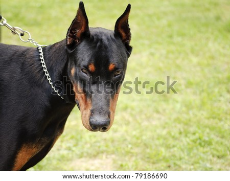 Doberman dog on a chain, scary