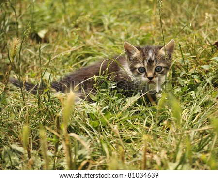 Cute little cat in the grass