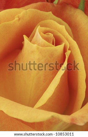 Close-up of a single yellow-orange rose just beginning to open.