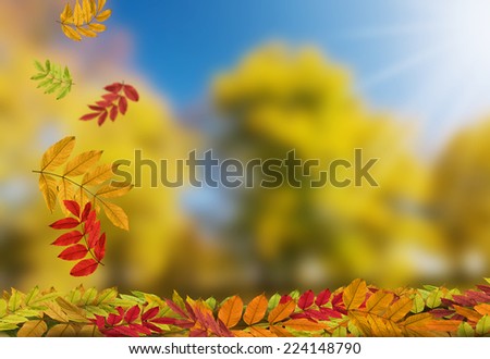 Falling autumn leaves and sunny autumn countryside