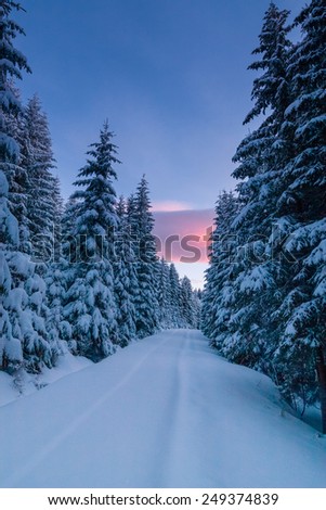 Way through snowy forest at dawn - winter atmosphere