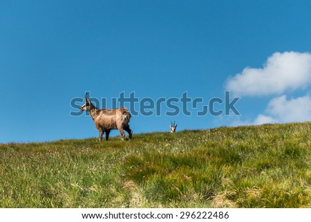 Wild chamois on the mountain meadow under blue sky - National park West Tatras, Slovakia, Europe